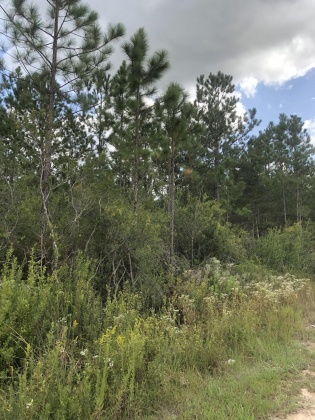 Freeport, Florida 32439, ,Land,For Sale,Weed Patch,855876