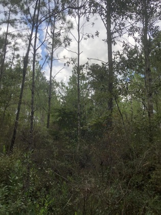 Freeport, Florida 32439, ,Land,For Sale,Weed Patch,855876