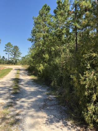 Freeport, Florida 32439, ,Land,For Sale,Weed Patch,855876