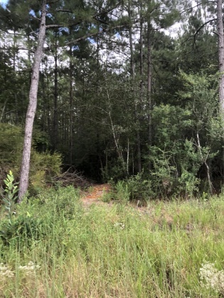 Freeport, Florida 32439, ,Land,For Sale,Weed Patch,855876