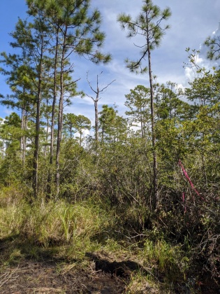 Santa Rosa Beach, Florida 32459, ,Land,For Sale,Calm Gulf,856033