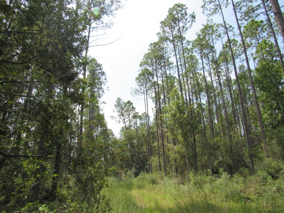 Vernon, Florida 32462, ,Land,For Sale,Bunker Creek Area,833608