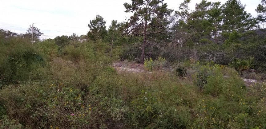 Santa Rosa Beach, Florida 32459, ,Land,For Sale,Dune,856597