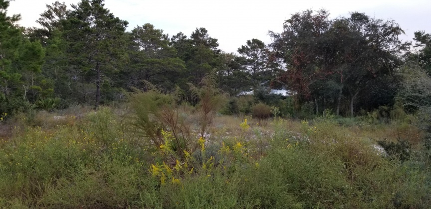 Santa Rosa Beach, Florida 32459, ,Land,For Sale,Dune,856597