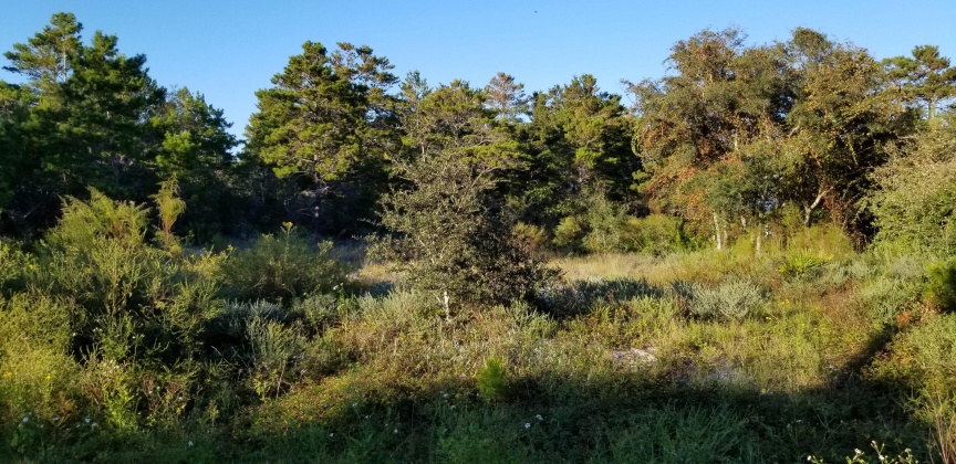 Santa Rosa Beach, Florida 32459, ,Land,For Sale,Dune,856597