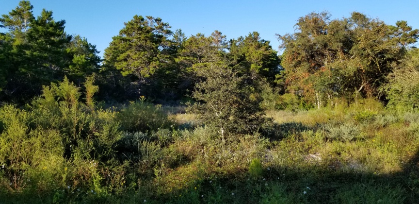 Santa Rosa Beach, Florida 32459, ,Land,For Sale,Dune,856597