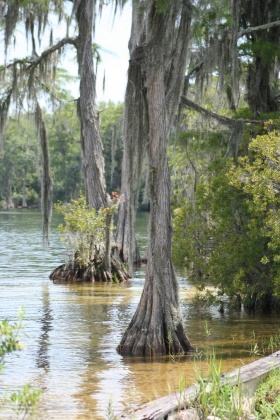 Laurel Hill, Florida 32567, ,Land,For Sale,LAKE ROAD,856885