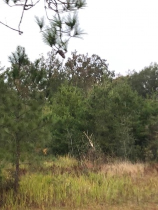 Ponce De Leon, Florida 32455, ,Land,For Sale,Mossy Bend,859339