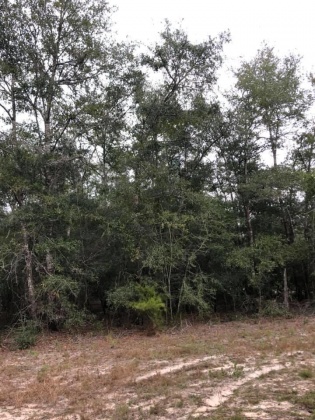 Ponce De Leon, Florida 32455, ,Land,For Sale,Mossy Bend,859339