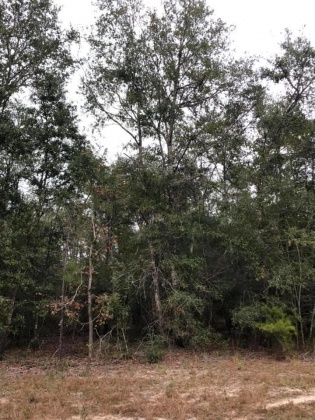 Ponce De Leon, Florida 32455, ,Land,For Sale,Mossy Bend,859339