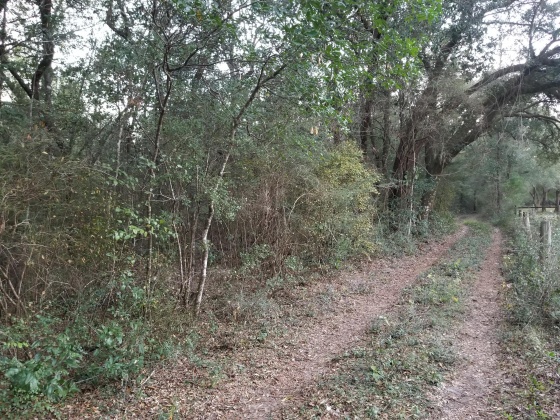 Holt, Florida 32564, ,Land,For Sale,Calvin Carr,859962