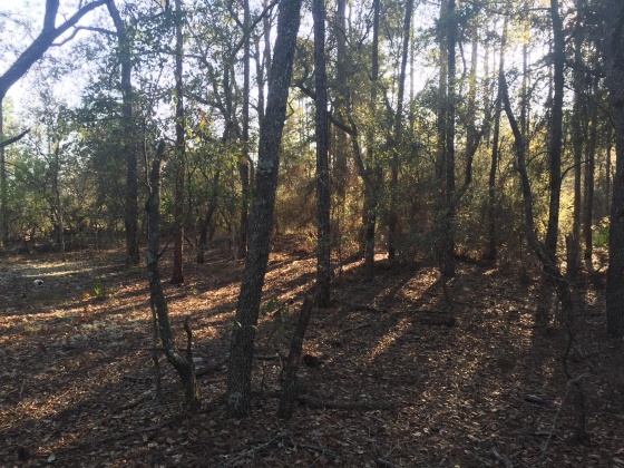 Freeport, Florida 32439, ,Land,For Sale,Black Creek Rd,829288