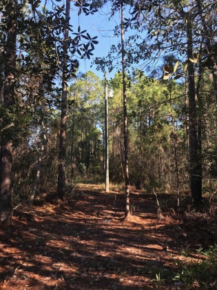 Santa Rosa Beach, Florida 32459, ,Land,For Sale,4th,861177