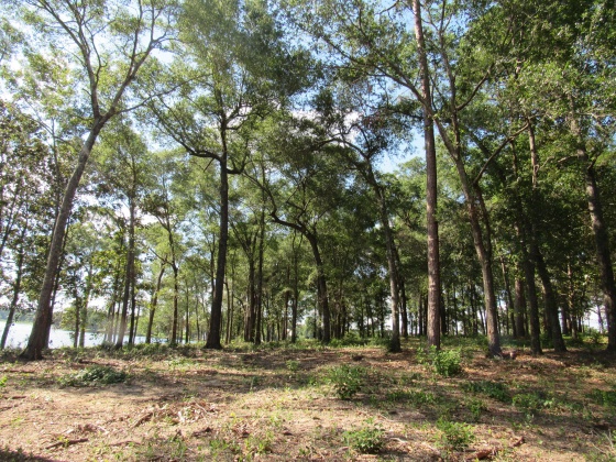 Defuniak Springs, Florida 32433, ,Land,For Sale,Russell,849277