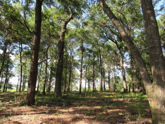 Defuniak Springs, Florida 32433, ,Land,For Sale,Russell,849277