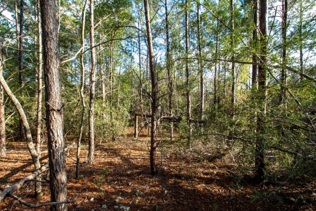 Freeport, Florida 32439, ,Land,For Sale,Mango,862378