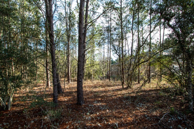 Freeport, Florida 32439, ,Land,For Sale,Mango,862378