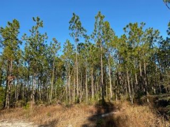 Other, Florida N/A, ,Land,For Sale,Hwy 20,862322