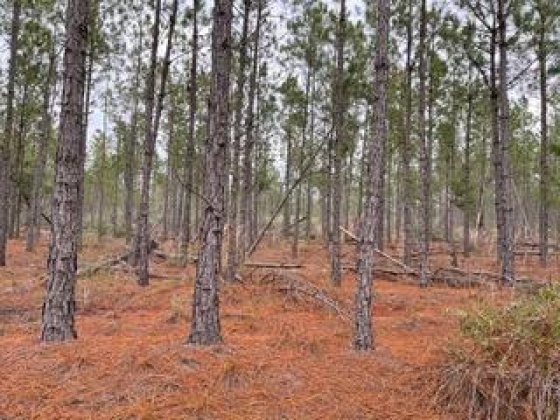 Other, Florida N/A, ,Land,For Sale,Hwy 20,862319