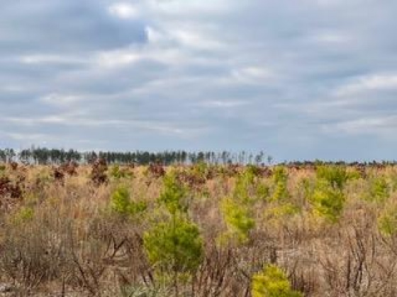 Other, Florida N/A, ,Land,For Sale,Hwy 20,862319