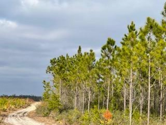 Other, Florida N/A, ,Land,For Sale,Hwy 20,862319
