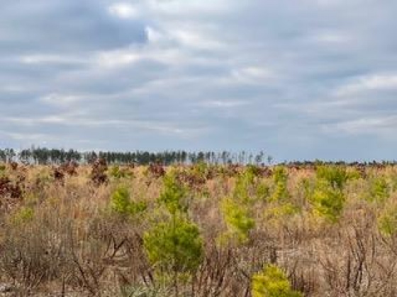 Other, Florida N/A, ,Land,For Sale,Hwy 20,862320