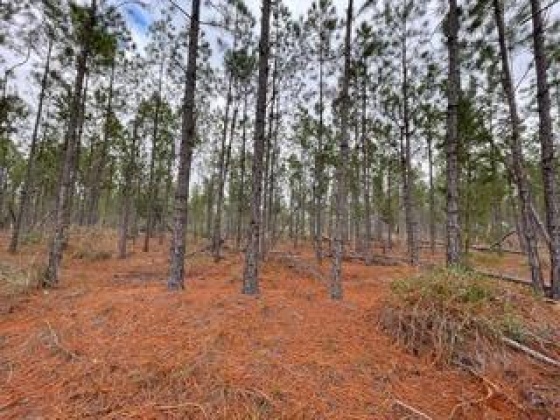 Other, Florida N/A, ,Land,For Sale,Hwy 20,862320
