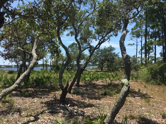 Panama City Beach, Florida 32413, ,Land,For Sale,Water Oak,823086