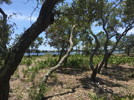 Panama City Beach, Florida 32413, ,Land,For Sale,Water Oak,823086