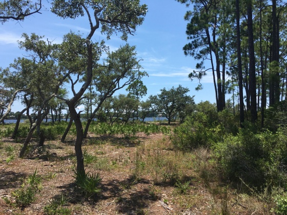 Panama City Beach, Florida 32413, ,Land,For Sale,Water Oak,823086