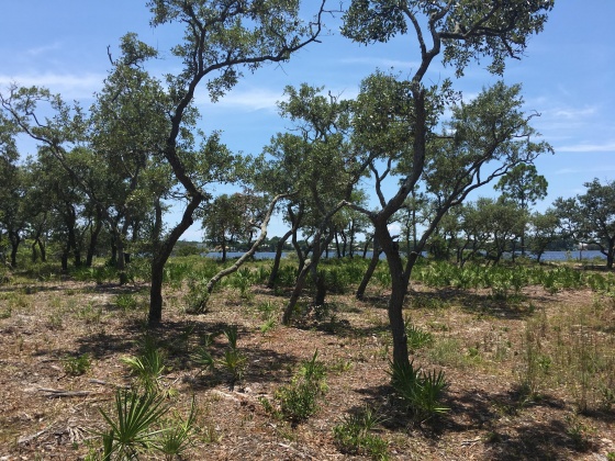 Panama City Beach, Florida 32413, ,Land,For Sale,Water Oak,823086
