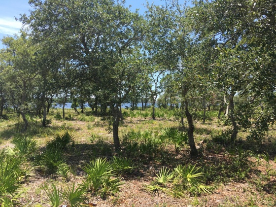 Panama City Beach, Florida 32413, ,Land,For Sale,Water Oak,823086