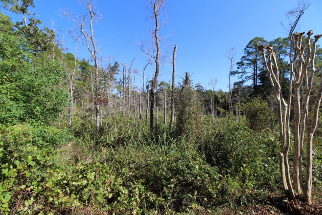 Santa Rosa Beach, Florida 32459, ,Land,For Sale,Don Bishop,862712