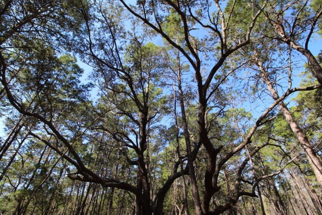 Santa Rosa Beach, Florida 32459, ,Land,For Sale,Don Bishop,862712