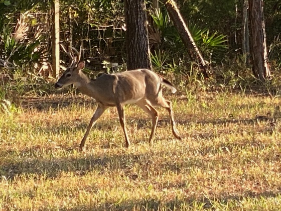 Santa Rosa Beach, Florida 32459, ,Land,For Sale,Don Bishop,862712