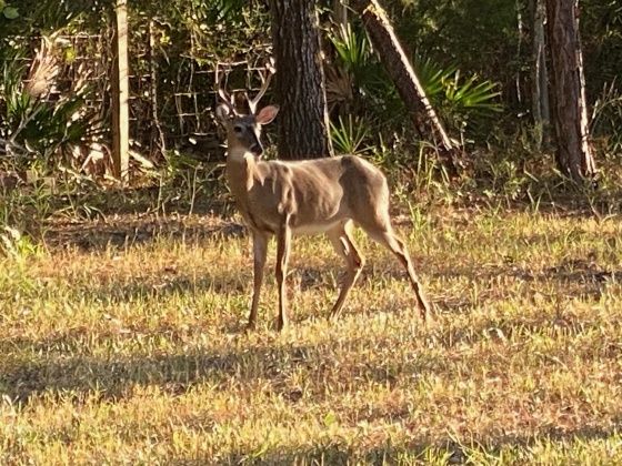 Santa Rosa Beach, Florida 32459, ,Land,For Sale,Don Bishop,862712