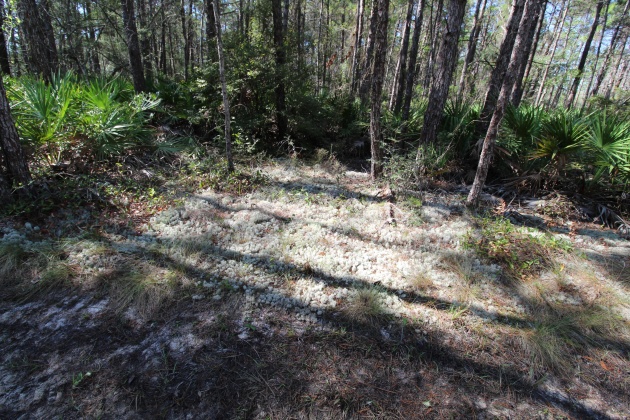 Santa Rosa Beach, Florida 32459, ,Land,For Sale,Don Bishop,862712