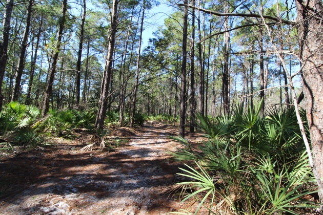 Santa Rosa Beach, Florida 32459, ,Land,For Sale,Don Bishop,862712