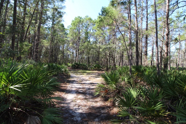 Santa Rosa Beach, Florida 32459, ,Land,For Sale,Don Bishop,862712