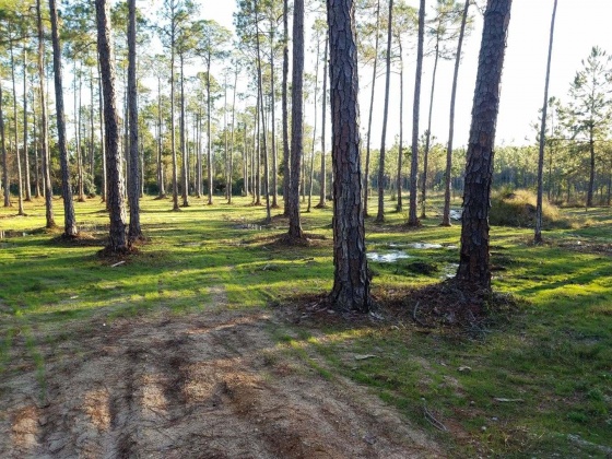 Santa Rosa Beach, Florida 32459, ,Land,For Sale,Chat Holly,847884