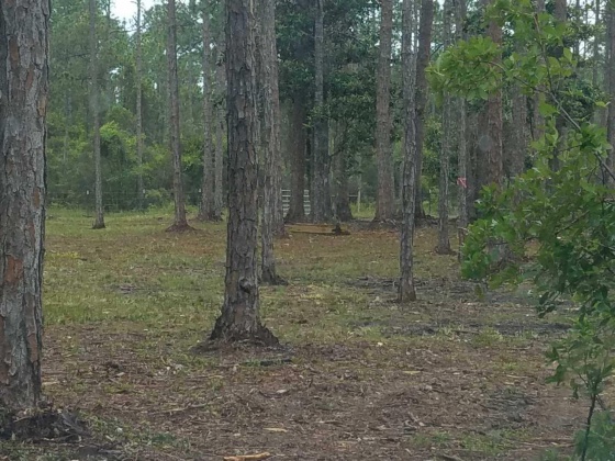 Santa Rosa Beach, Florida 32459, ,Land,For Sale,Chat Holly,847884