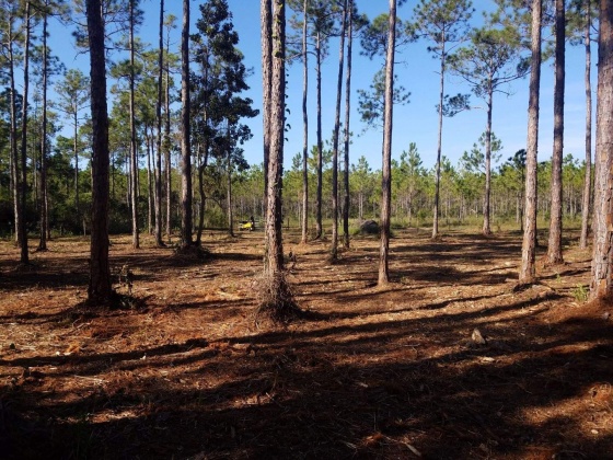 Santa Rosa Beach, Florida 32459, ,Land,For Sale,Chat Holly,847884