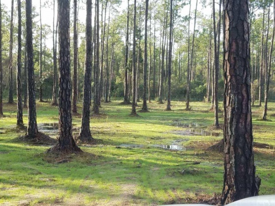Santa Rosa Beach, Florida 32459, ,Land,For Sale,Chat Holly,847884
