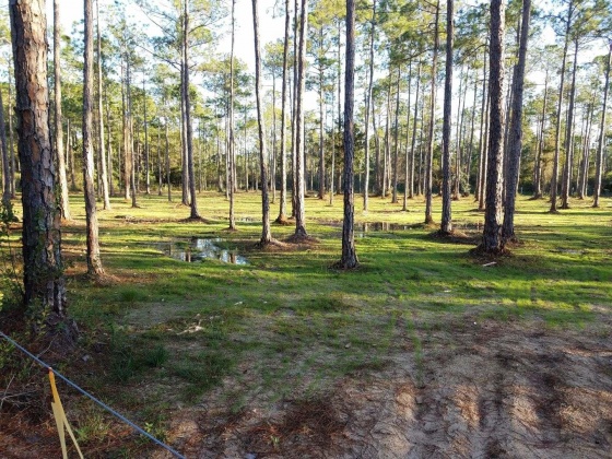 Santa Rosa Beach, Florida 32459, ,Land,For Sale,Chat Holly,847884
