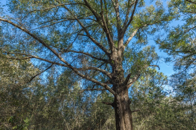 Defuniak Springs, Florida 32433, ,Land,For Sale,County Hwy 183,863161