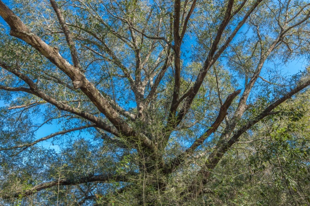 Defuniak Springs, Florida 32433, ,Land,For Sale,County Hwy 183,863161