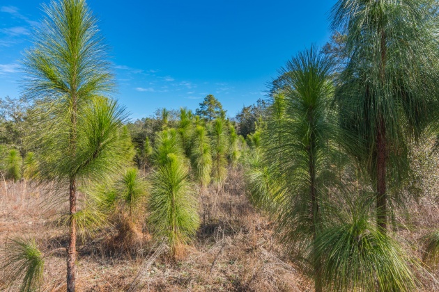 Defuniak Springs, Florida 32433, ,Land,For Sale,County Hwy 183,863161