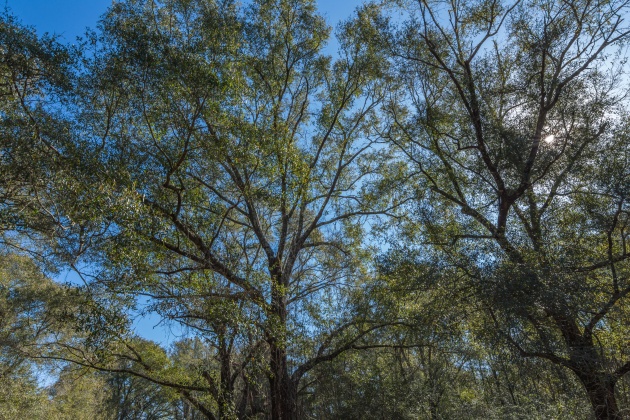Defuniak Springs, Florida 32433, ,Land,For Sale,County Hwy 183,863161