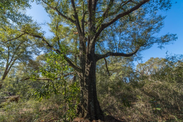 Defuniak Springs, Florida 32433, ,Land,For Sale,County Hwy 183,863161