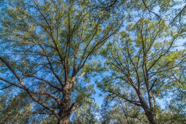 Defuniak Springs, Florida 32433, ,Land,For Sale,County Hwy 183,863161